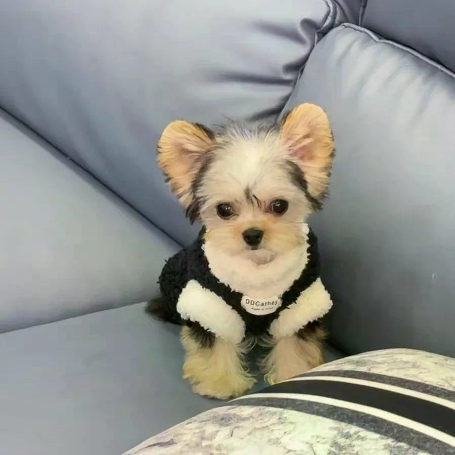 Áo khoác hai chân lông cừu hai mặt Shih Tzu Màu sắc phù hợp với áo Vest giữ nhiệt Thích hợp cho chó nhỏ