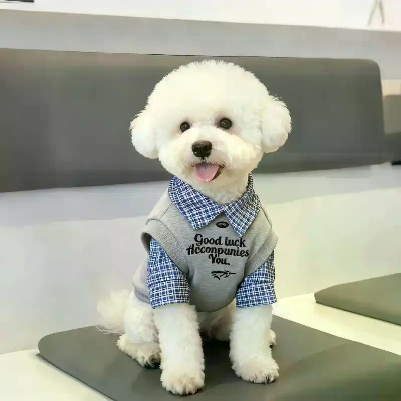 Chó Nhỏ Thu Đông Màu Sắc Phù Hợp Với Phong Cách Polo Quần Áo Thú Cưng Tất Cả Trận Đấu Ấm Áp Hai Chân Quần Áo Cho Chó