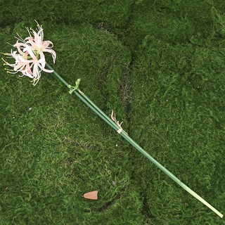 Hoa Bỉ Ngạn Giả Lụa 64cm Lycoris Radiata Decor Trang Trí Nhà Cửa Anime Cosplay Manjusaka Cành Dài Chụp Ảnh Đám Cưới Cao Cấp Đỏ Xanh Trắng Vàng Hồng Bó Thẩm Mỹ Studio Sân Khấu Sự Kiện Phụ Kiện Bình Cắm Giống Thật Phong Cách Nhật Bản Sang Trọng Hiện Đại
