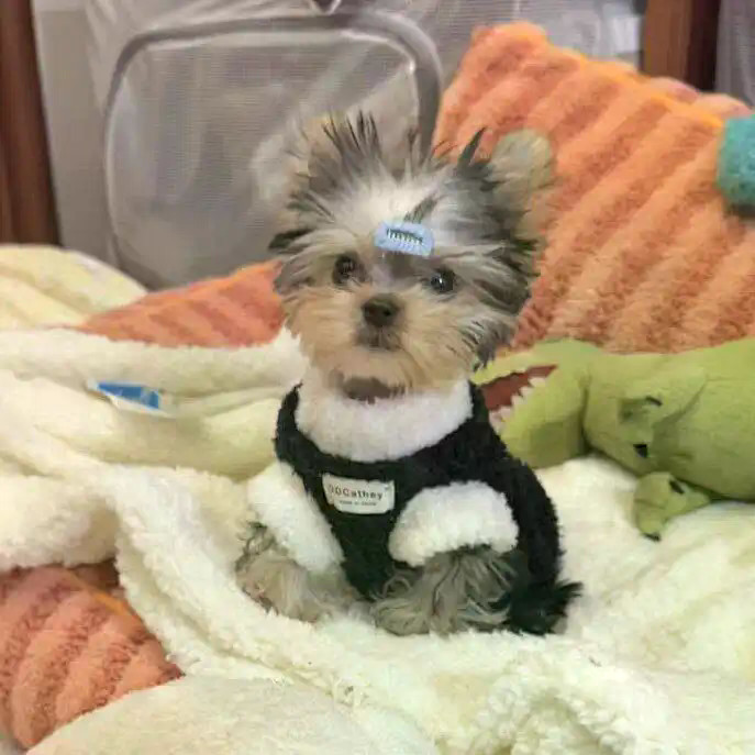 Áo khoác hai chân lông cừu hai mặt Shih Tzu Màu sắc phù hợp với áo Vest giữ nhiệt Thích hợp cho chó nhỏ