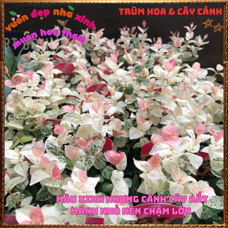 Chậu Thằn Lằn Cẩm Thạch Size Lớn C8 sum chồi đã lên màu rất xinh 🍕 BẢO HÀNH CÂY GIỐNG VÀ HOA CHUẨN