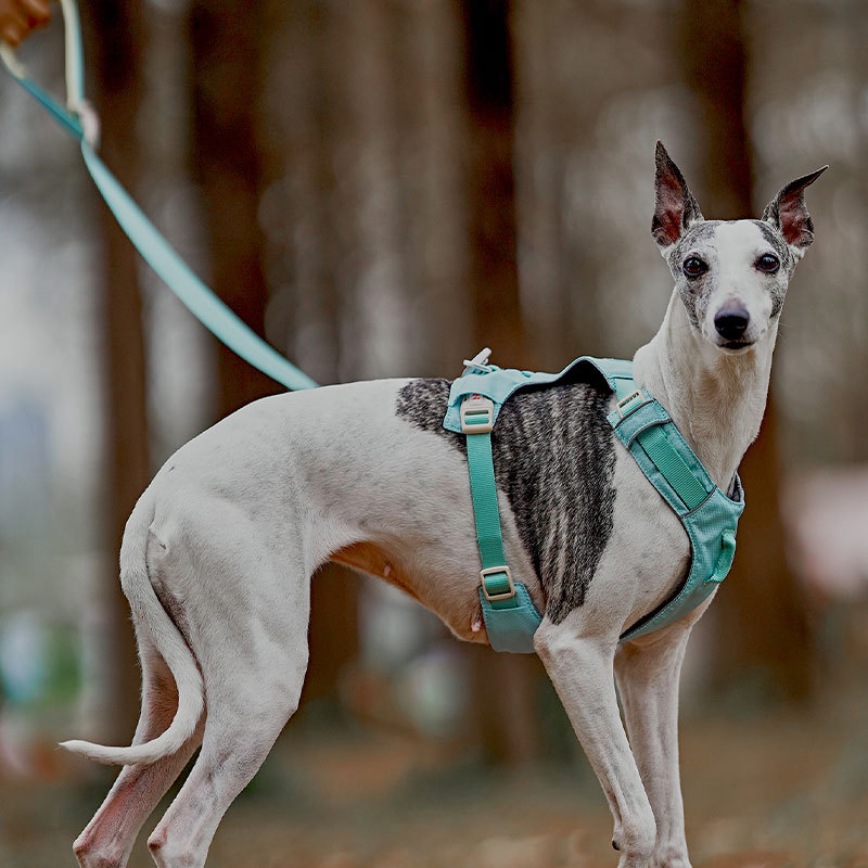 HamshMoc Pet Lead Thiết kế phản quang Bungee Webbing Khóa an toàn để sử dụng hàng ngày