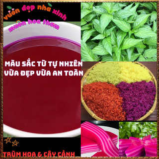 Chậu Cây Lá Cẩm ĐỎ CAM Và TÍM Màu Bền Cho Món Ăn Ngon An Toàn Sức Khỏe️📦 Làng Hoa Sa Đéc