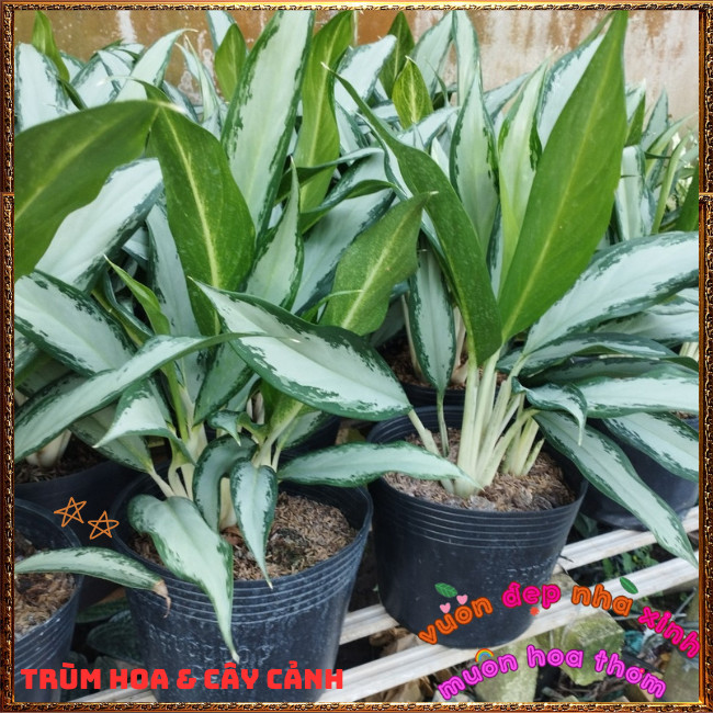 Chậu Cây GIỮ TIỀN LAN TUYẾT Trồng Phòng Khách, Bàn Làm Việc ️📩 Hoa Mười Giờ Bonsai & Phụ Kiện