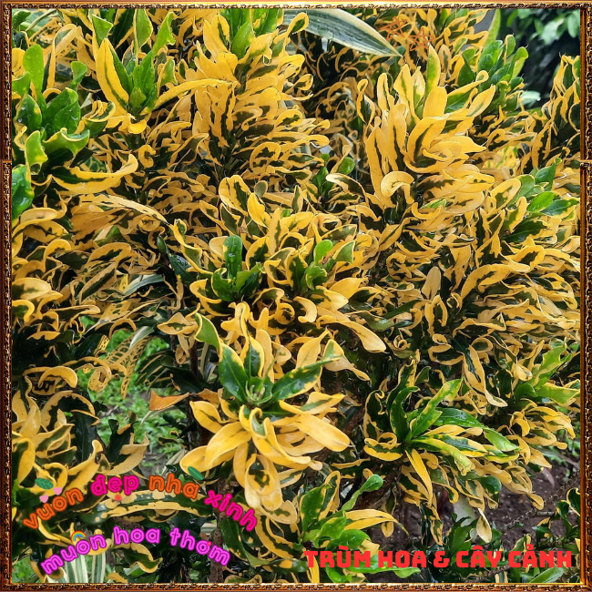 Chậu Cây Cô Tòng Lá Xoăn Rất Đẹp Sắc Màu Tươi Vui Dễ Trồng ️📩 Hoa Mười Giờ Bonsai & Phụ Kiện