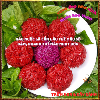 Chậu Cây Lá Cẩm ĐỎ CAM Và TÍM Màu Bền Cho Món Ăn Ngon An Toàn Sức Khỏe️📦 Làng Hoa Sa Đéc