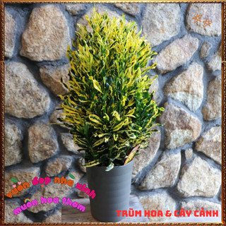 Chậu Cây Cô Tòng Lá Xoăn Rất Đẹp Sắc Màu Tươi Vui Dễ Trồng ️📬 Làng Hoa Sa Đéc