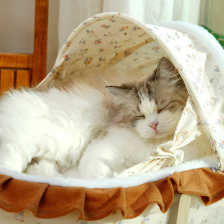 Giường cho mèo - Tổ giường bập bênh cho mèo, Võng Feline bằng gỗ có thể tháo rời của Pháp, Đồ dùng ghế cho mèo phổ thông Giường cho thú cưng