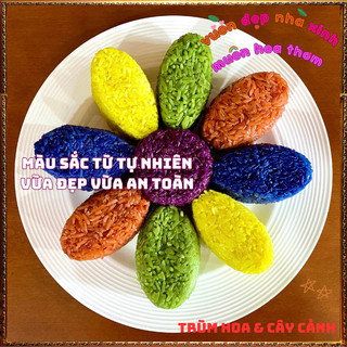 Chậu Cây Lá Cẩm Màu CAM ĐỎ Và TÍM món ăn đẹp hấp dẫn và an toàn📔 Siêu Thị Hoa Và Cây Giống