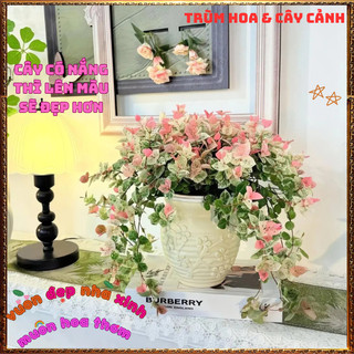 Chậu Thằn Lằn Cẩm Thạch Hồng Size To Nhiều Chồi Siêu Đẹp📔 Siêu Thị Hoa Và Cây Giống
