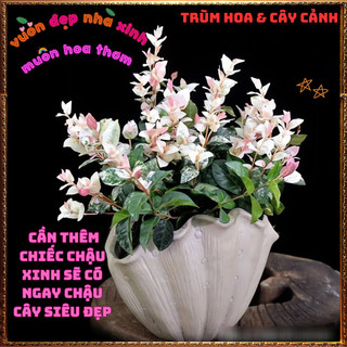 Chậu Thằn Lằn Cẩm Thạch Hồng Size To Nhiều Chồi Siêu Đẹp📔 Siêu Thị Hoa Và Cây Giống