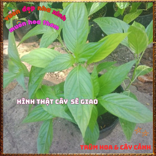 Chậu Cây Lá Cẩm Đỏ Cam Và Tím Tạo Màu Nhiều Món Ăn Ngon Tốt Sức Khỏe🍕BẢO HÀNH CÂY GIỐNG VÀ HOA CHUẨN