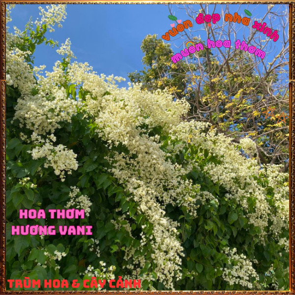 Chậu Hoa Đinh Hương Nhật Thơm Mùi Vani Đẹp Lung Linh Tuyết Trắng ️📩 Hoa Mười Giờ Bonsai & Phụ Kiện