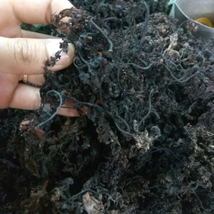 200gr Rong biển ( rong mơ ) khô nấu nước sâm