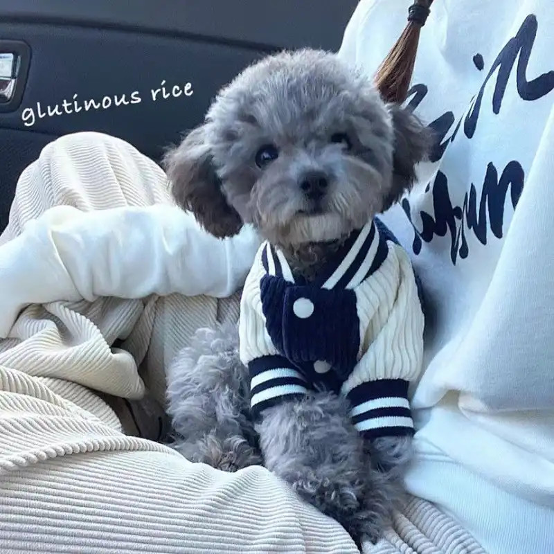 Teddy Chó Nhỏ Thú Cưng Áo Khoác Ấm Áp ins Phong Cách Bóng Chày Đồng Phục Mùa Thu Đông Phong Cách