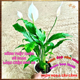 Chậu Hoa Lan Ý Lá To Đang Có Hoa, Cây Huệ Hòa Bình Tuyệt Đẹp Siêu Khỏe️📬 Làng Hoa Sa Đéc
