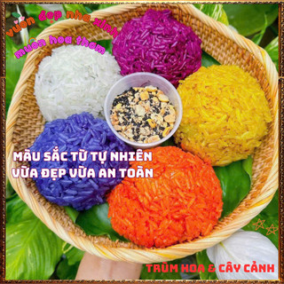 Chậu Cây Lá Cẩm ĐỎ CAM Và TÍM Màu Bền Cho Món Ăn Ngon An Toàn Sức Khỏe️📦 Làng Hoa Sa Đéc