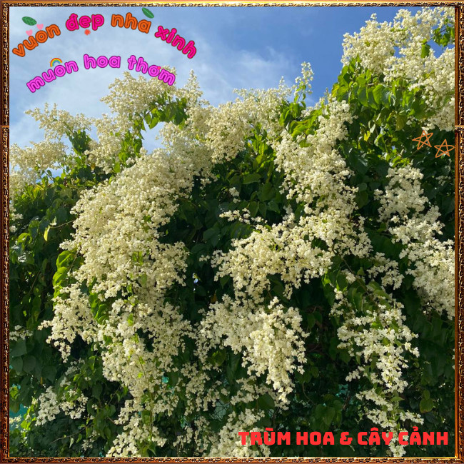 Chậu Hoa Đinh Hương Nhật Thơm Mùi Vani Đẹp Lung Linh Tuyết Trắng ️📩 Hoa Mười Giờ Bonsai & Phụ Kiện