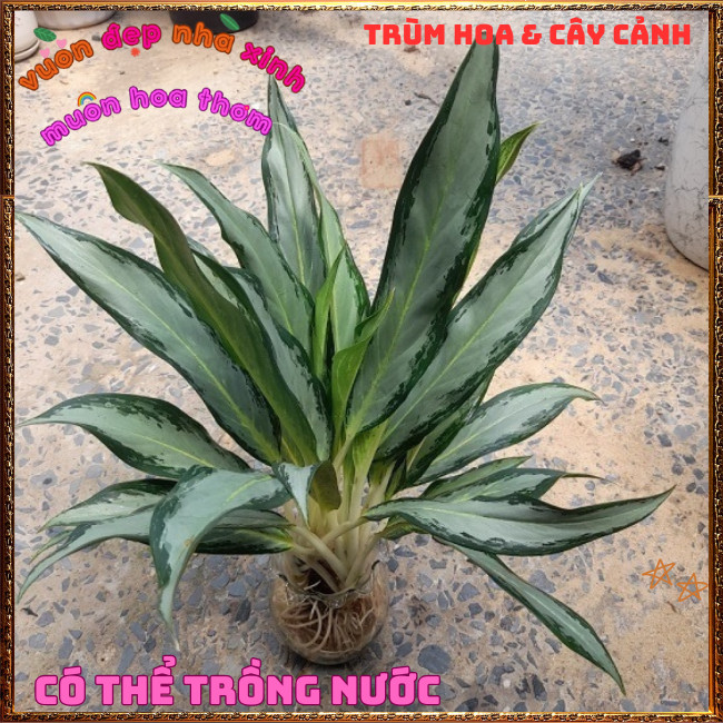 Chậu Cây GIỮ TIỀN LAN TUYẾT Trồng Phòng Khách, Bàn Làm Việc ️📩 Hoa Mười Giờ Bonsai & Phụ Kiện