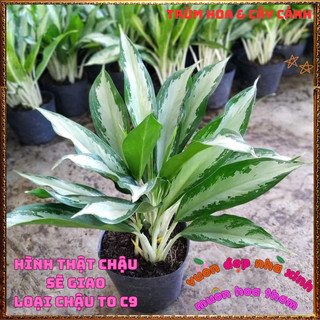 Chậu Cây GIỮ TIỀN Cây Phong Thủy Trồng Trong Nhà Lan Tuyết Sọc Đẹp 🍟 Yêu Nhà Yêu Hoa