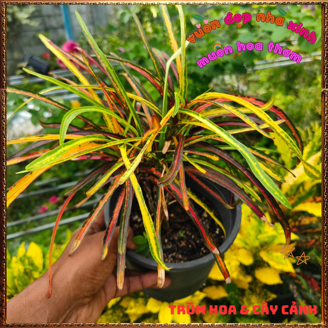 Chậu Cây Cô Tòng Ngũ Sắc Lá Dài Đổi Màu Rất Đẹp Rực Rỡ Sắc Màu ️📩 Hoa Mười Giờ Bonsai & Phụ Kiện
