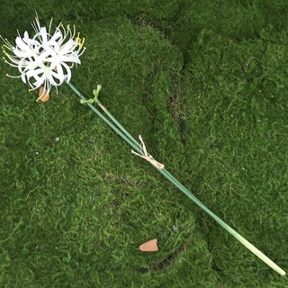 Hoa Bỉ Ngạn Giả Lụa 64cm Lycoris Radiata Decor Trang Trí Nhà Cửa Anime Cosplay Manjusaka Cành Dài Chụp Ảnh Đám Cưới Cao Cấp Đỏ Xanh Trắng Vàng Hồng Bó Thẩm Mỹ Studio Sân Khấu Sự Kiện Phụ Kiện Bình Cắm Giống Thật Phong Cách Nhật Bản Sang Trọng Hiện Đại