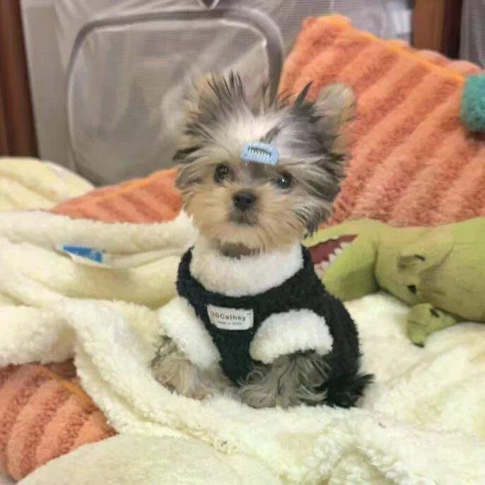 Áo khoác hai chân lông cừu hai mặt Shih Tzu Màu sắc phù hợp với áo Vest giữ nhiệt Thích hợp cho chó nhỏ