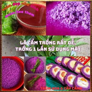 Chậu Cây Lá Cẩm ĐỎ CAM Và TÍM Màu Bền Cho Món Ăn Ngon An Toàn Sức Khỏe️📦 Làng Hoa Sa Đéc
