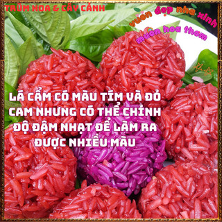 Chậu Cây Lá Cẩm Màu CAM ĐỎ Và TÍM món ăn đẹp hấp dẫn và an toàn📔 Siêu Thị Hoa Và Cây Giống
