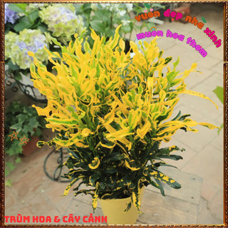 Chậu Cây Cô Tòng Lá Xoăn Rất Đẹp Sắc Màu Tươi Vui Dễ Trồng ️📬 Làng Hoa Sa Đéc