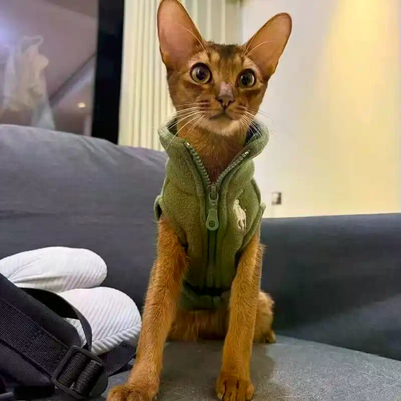 Áo Vest Dệt Kim Quần Áo Cho Chó Thu Đông Ấm Áp Đơn Giản Hai Chân Chó Nhỏ Phong Cách Teddy