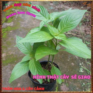 Chậu Cây Lá Cẩm Màu CAM ĐỎ Và TÍM món ăn đẹp hấp dẫn và an toàn📔 Siêu Thị Hoa Và Cây Giống