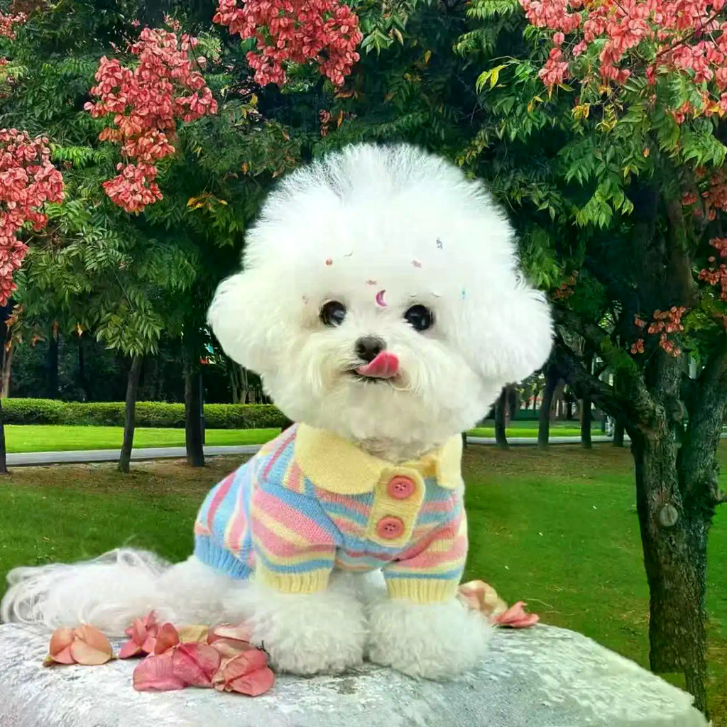 ‌Áo len cầu vồng Yorkshire Áo len dệt kim Bichon / Schnauzer