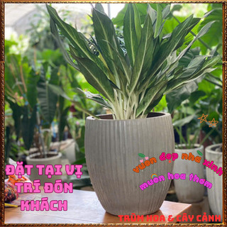 Chậu Cây GIỮ TIỀN Cây Phong Thủy Trồng Trong Nhà Lan Tuyết Sọc Đẹp 🍟 Yêu Nhà Yêu Hoa