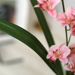 Hoa Lan Giả Vũ Nữ Địa Cao Cấp Trang Trí Nhà Cửa Decor Đẹp Giống Thật 49cm Cành Lụa Để Bàn Phòng Khách Văn Đám Cưới Chụp Ảnh Vintage Hiện Đại Pastel Cam Hồng Vàng Nhạt Bền Màu Không Phai Sang Trọng Phụ Kiện Cắm Bình Quà Tặng Tiểu Cảnh Thẩm Mỹ Nghệ Thuật