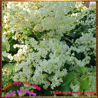 Chậu Hoa Đinh Hương Nhật Thơm Mùi Vani Đẹp Lung Linh Tuyết Trắng ️📬 Làng Hoa Sa Đéc