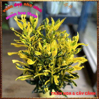 Chậu Cây Cô Tòng Lá Xoăn Rất Đẹp Sắc Màu Tươi Vui Dễ Trồng ️📬 Làng Hoa Sa Đéc