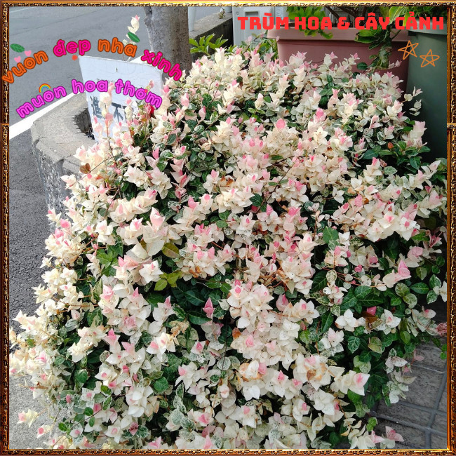 Chậu Thằn Lằn Cẩm Thạch Lớn C8 Nhiều Chồi Đã Lên Màu Hồng Siêu Xinh ️📩 Hoa Mười Giờ Bonsai & Phụ Kiện