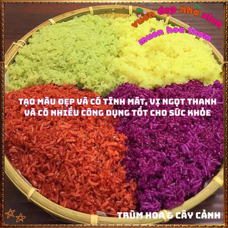 Chậu Cây Lá Cẩm Đỏ Cam Và Tím Tạo Màu Nhiều Món Ăn Ngon Tốt Sức Khỏe🍕BẢO HÀNH CÂY GIỐNG VÀ HOA CHUẨN