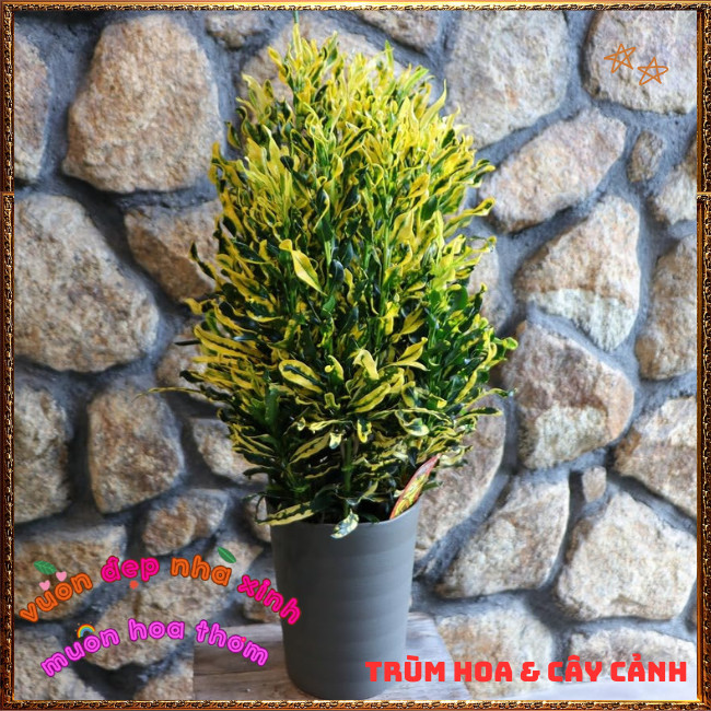 Chậu Cây Cô Tòng Lá Xoăn Rất Đẹp Sắc Màu Tươi Vui Dễ Trồng ️📩 Hoa Mười Giờ Bonsai & Phụ Kiện