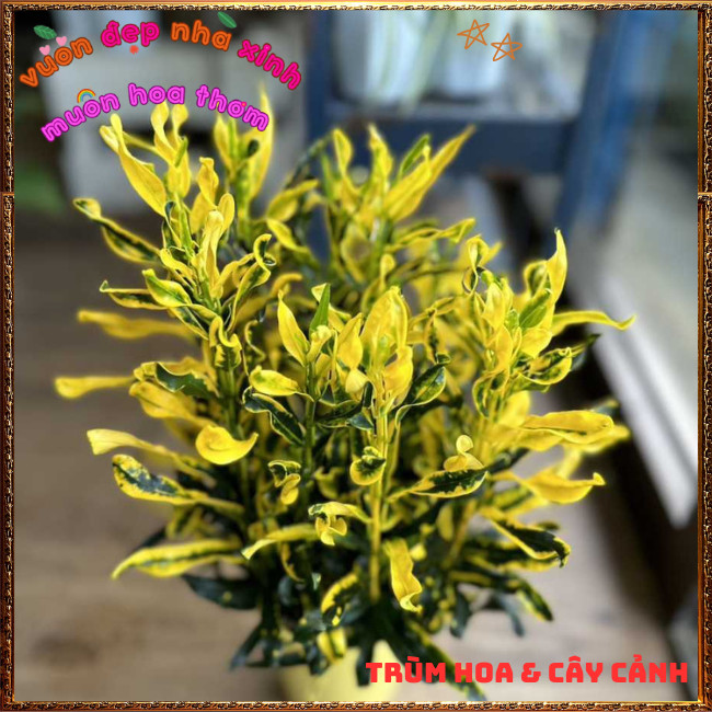 Chậu Cây Cô Tòng Lá Xoăn Rất Đẹp Sắc Màu Tươi Vui Dễ Trồng ️📩 Hoa Mười Giờ Bonsai & Phụ Kiện