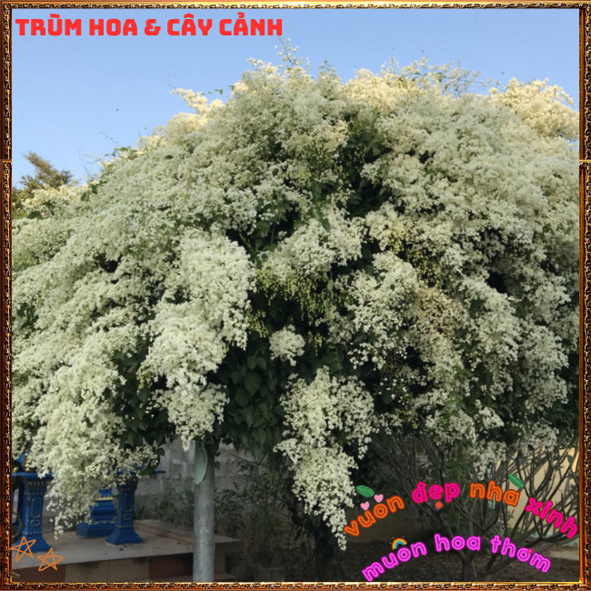 Chậu Hoa Đinh Hương Nhật Tuyệt Đẹp Thơm Hương Vani Ngọt Ngào Dễ Trồng️️🍔TRÙM HOA VÀ CÂY CẢNH