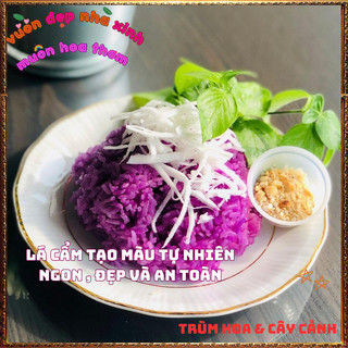 Chậu Cây Lá Cẩm Đỏ Cam Và Tím Tạo Màu Nhiều Món Ăn Ngon Tốt Sức Khỏe🍕BẢO HÀNH CÂY GIỐNG VÀ HOA CHUẨN