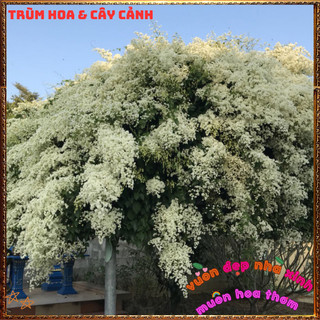 Chậu Hoa Đinh Hương Nhật Thơm Mùi Vani Đẹp Lung Linh Tuyết Trắng ️📜 Hoa Giống Mới Siêu Đẹp, Dễ Trồng