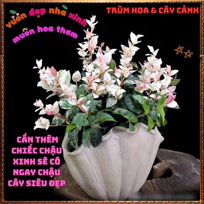 Chậu Thằn Lằn Cẩm Thạch Lớn C8 Nhiều Chồi Đã Lên Màu Hồng Siêu Xinh ️📩 Hoa Mười Giờ Bonsai & Phụ Kiện