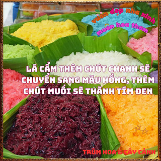 Chậu Cây Lá Cẩm Màu CAM ĐỎ Và TÍM món ăn đẹp hấp dẫn và an toàn📔 Siêu Thị Hoa Và Cây Giống