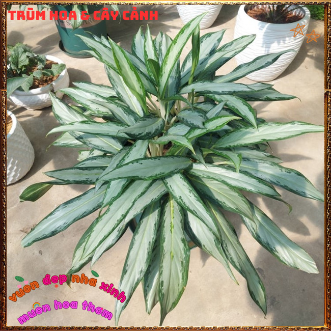 Chậu Cây GIỮ TIỀN LAN TUYẾT Trồng Phòng Khách, Bàn Làm Việc ️📩 Hoa Mười Giờ Bonsai & Phụ Kiện