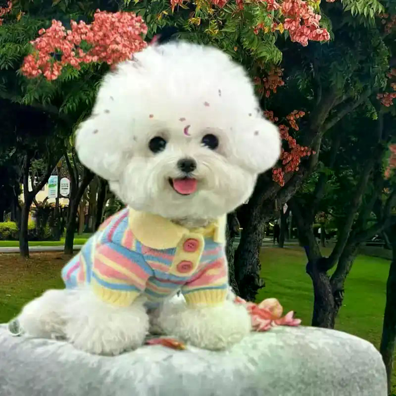 ‌Áo len cầu vồng Yorkshire Áo len dệt kim Bichon / Schnauzer