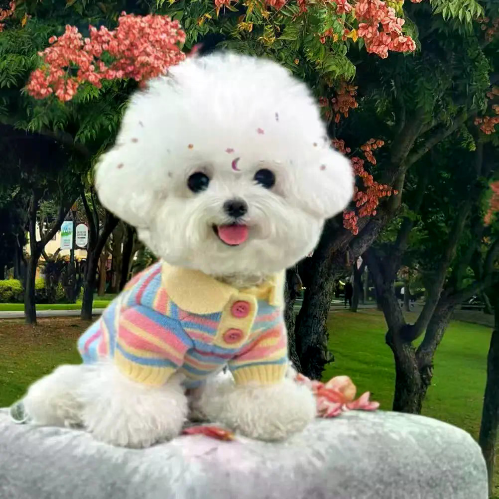 ‌Áo len cầu vồng Yorkshire Áo len dệt kim Bichon / Schnauzer
