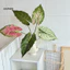 Linh hồn| Lá giả lâu trôi Lá nhân tạo Thân lá Alocasia nhân tạo – Cây xanh nhiệt đới giả thực tế cho đám cưới Trung tâm Bình gia đình Trang trí hoa tự làm